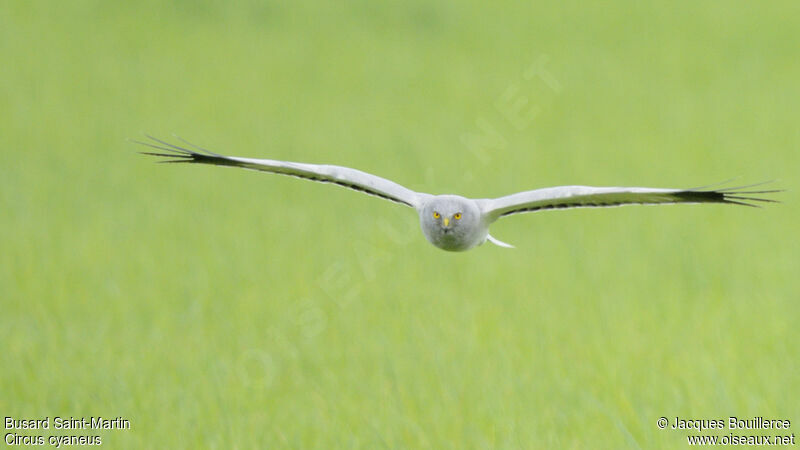 Hen Harrier male adult