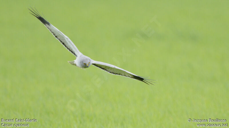 Hen Harrier male adult