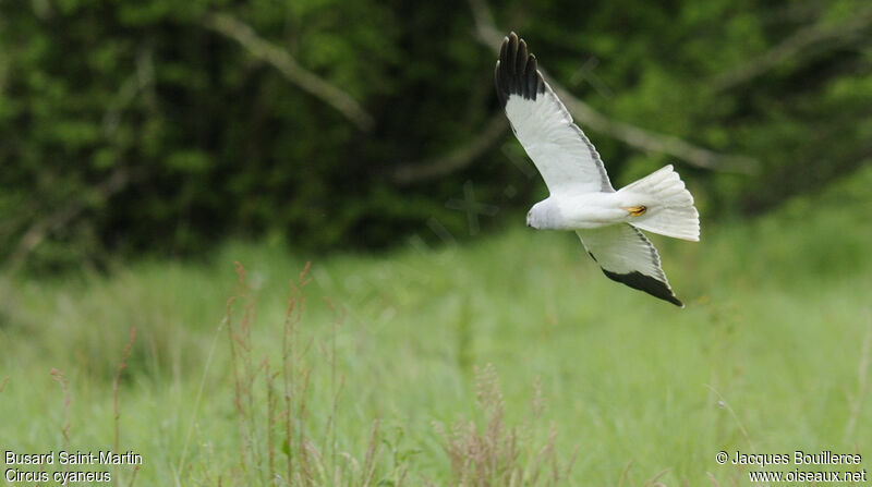 Hen Harrier male adult