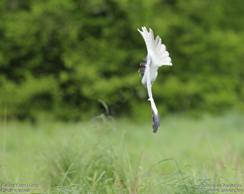 Hen Harrier male adult