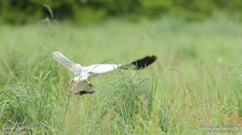 Hen Harrier male adult