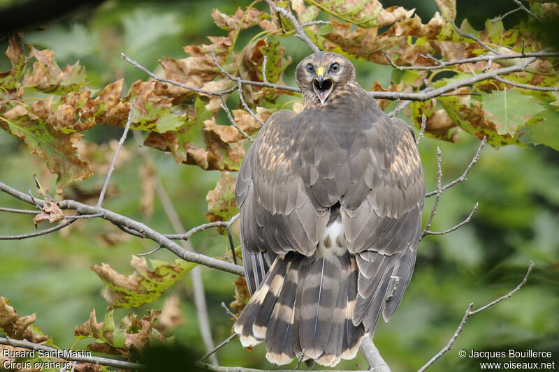 Hen HarrierFirst year