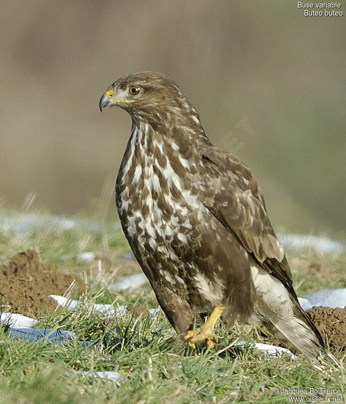 Buse variable