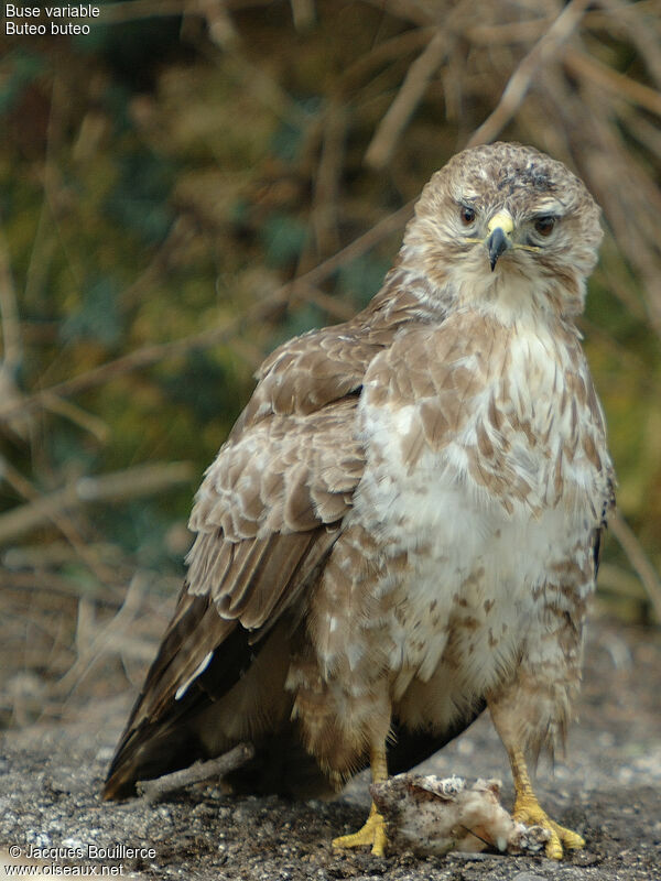 Buse variable