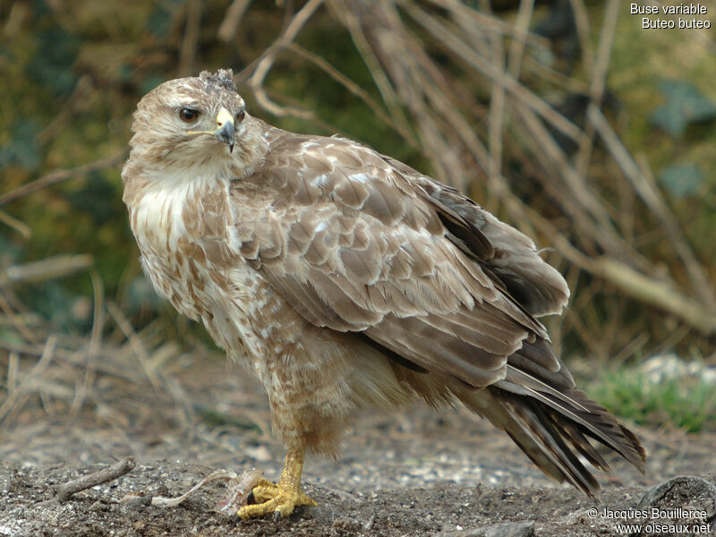 Buse variable