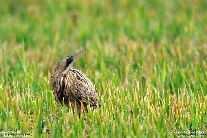 Eurasian Bittern