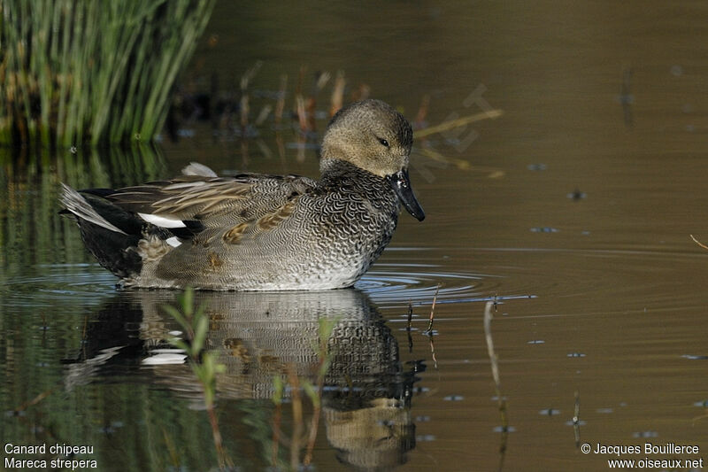 Canard chipeau mâle