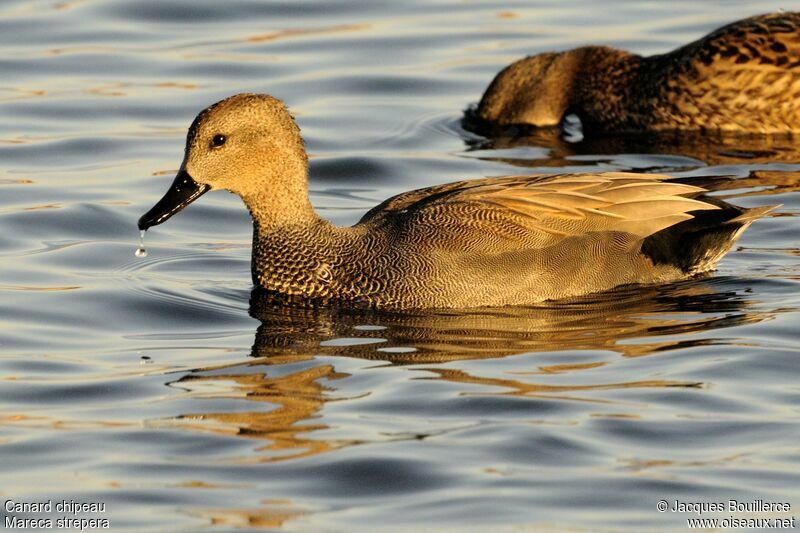 Canard chipeau