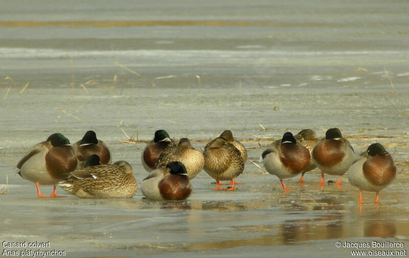 Canard colvert