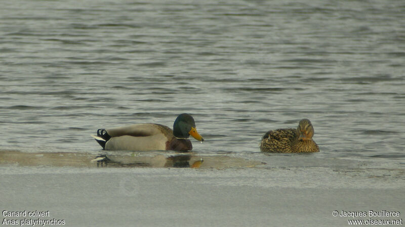 Canard colvert