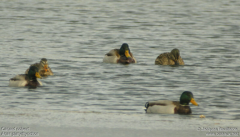 Canard colvert