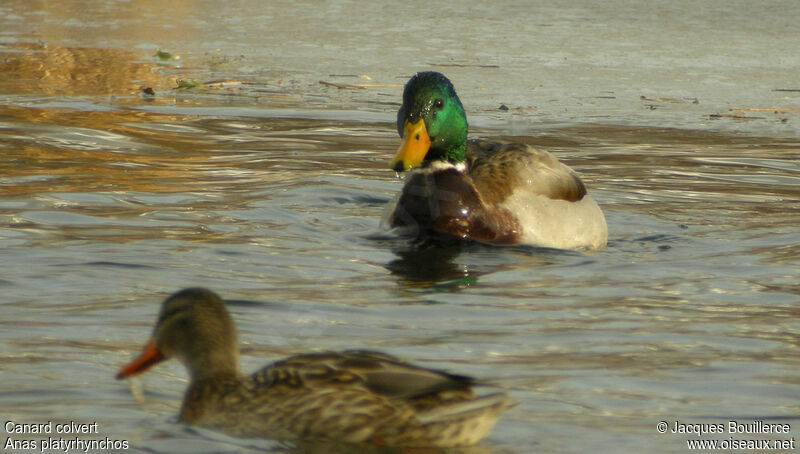 Canard colvert