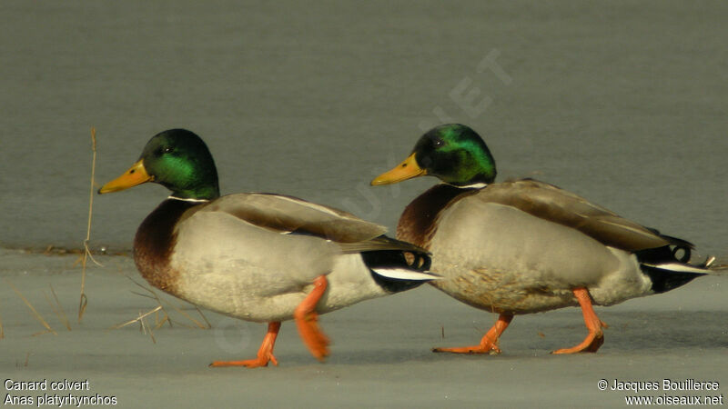 Canard colvert