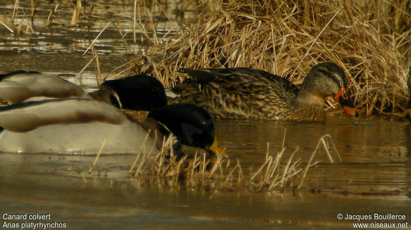 Canard colvert