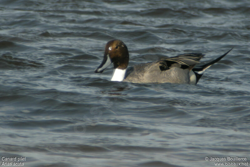 Northern Pintail