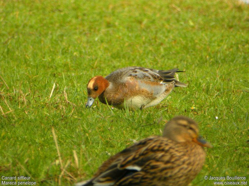 Canard siffleur