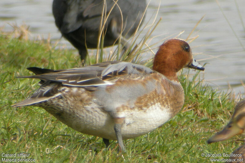 Eurasian Wigeon