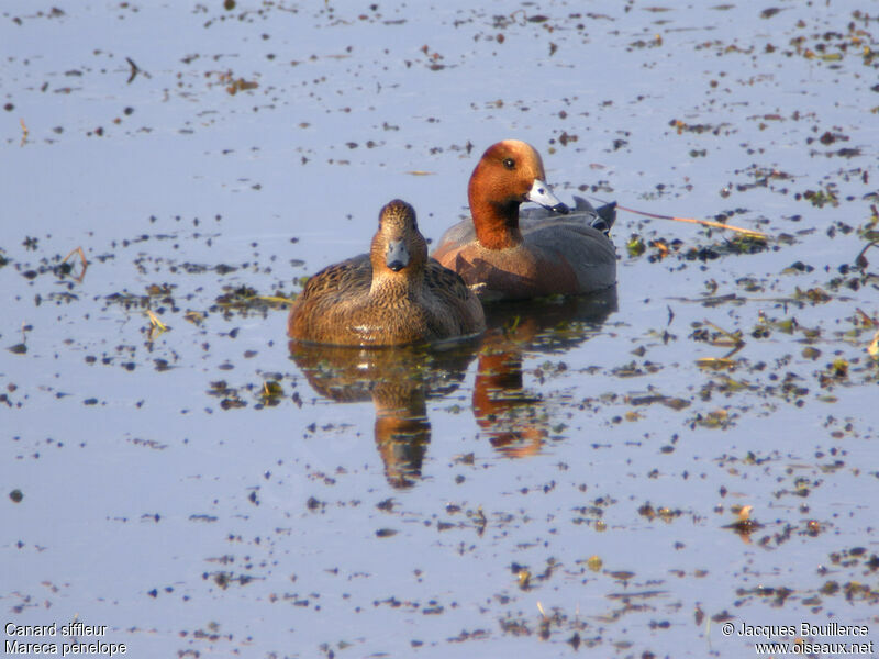 Canard siffleur adulte