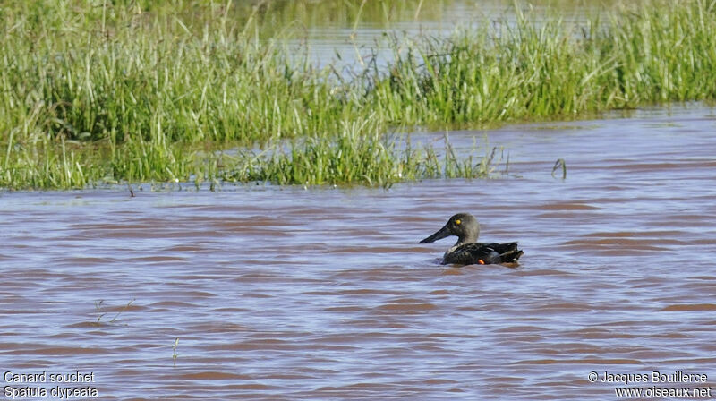 Canard souchet