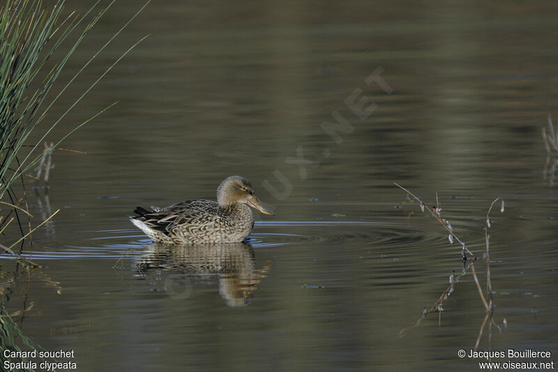 Canard souchet femelle adulte