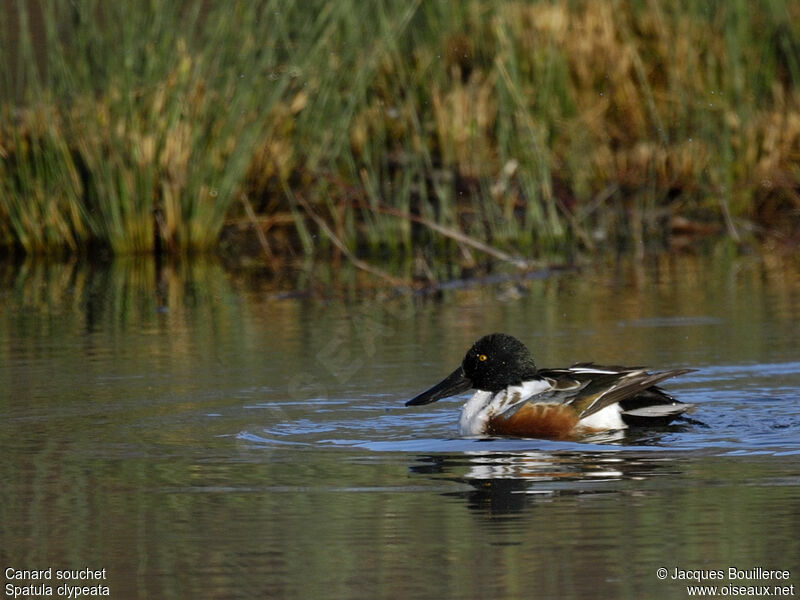 Canard souchet