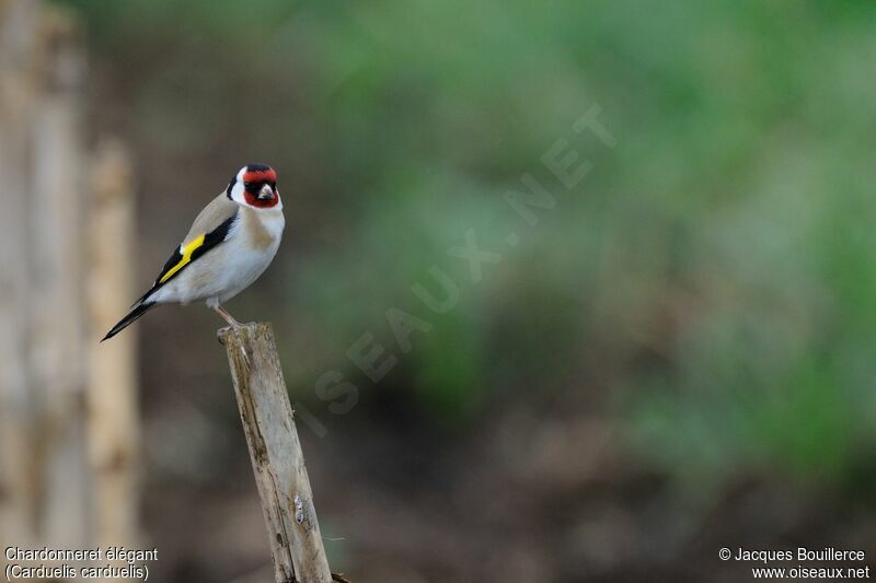 European Goldfinch