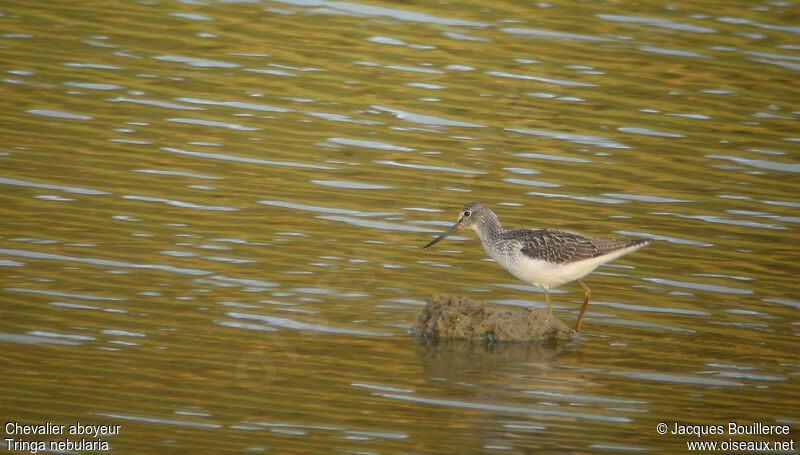 Common Greenshank