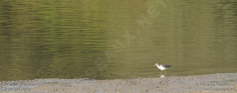 Common Greenshank