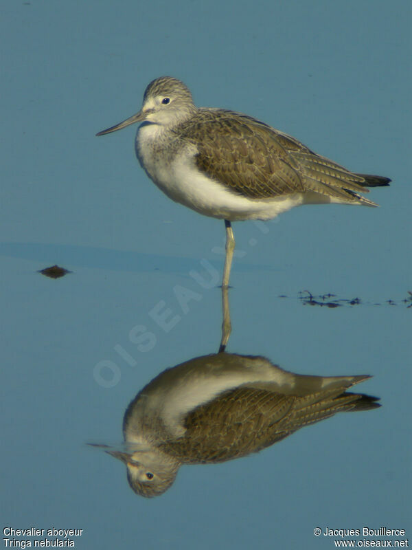 Common Greenshank