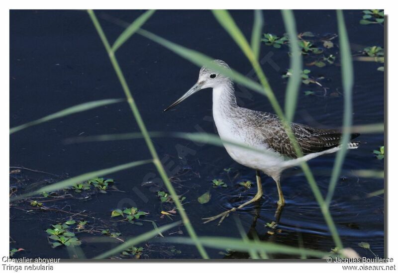 Common Greenshank