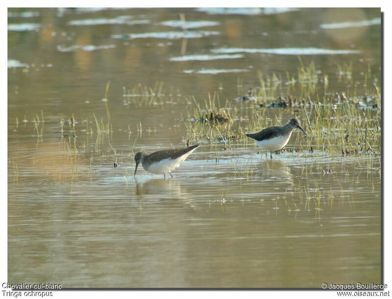 Green Sandpiper