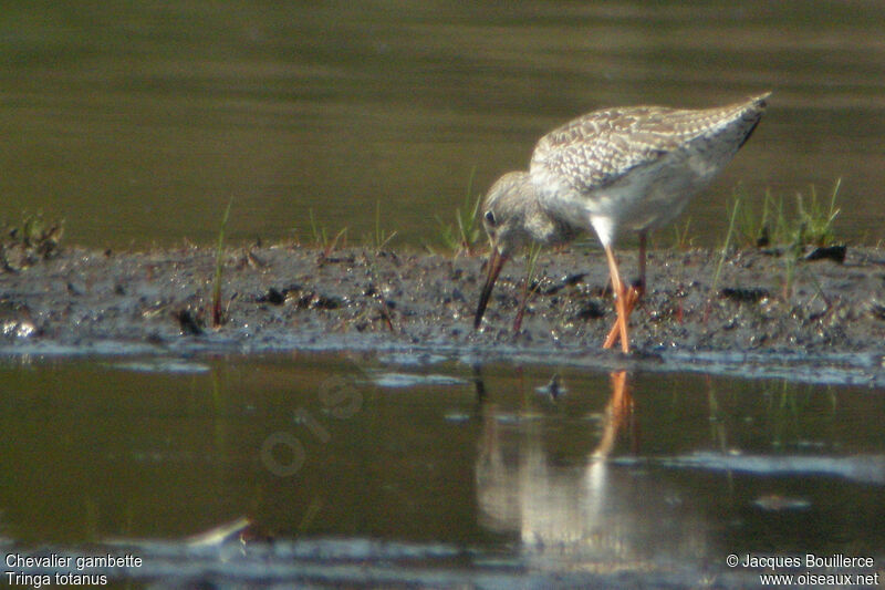 Common Redshankjuvenile