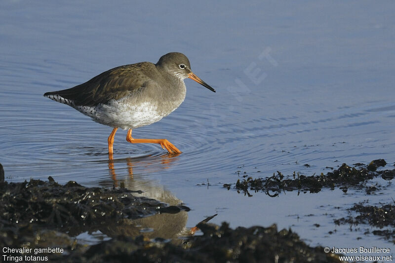 Common Redshank