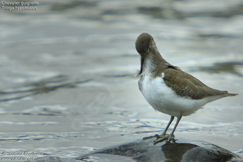 Common Sandpiper