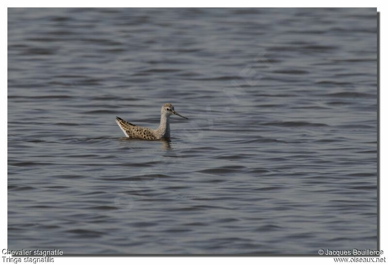 Marsh Sandpiper