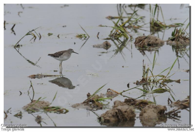 Wood Sandpiper