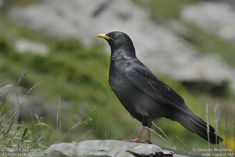 Alpine Chough