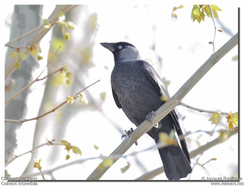 Western Jackdaw