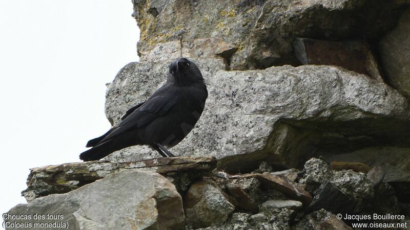 Western Jackdaw