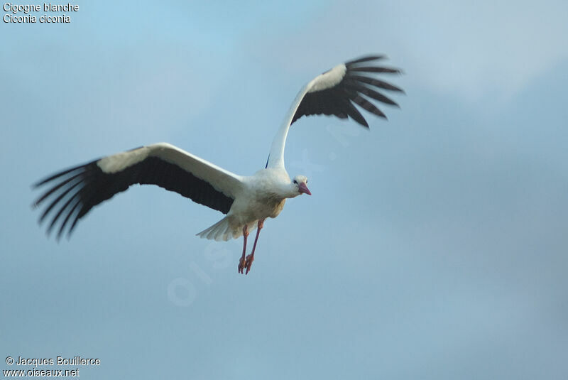 Cigogne blanche