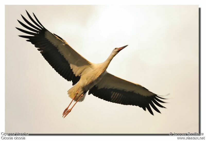 White Stork