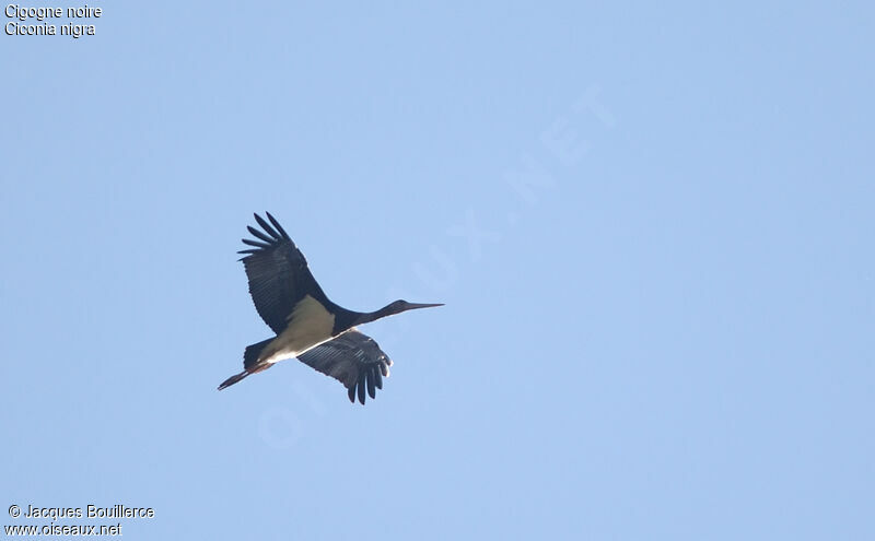 Black Stork