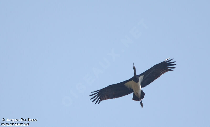 Black Stork