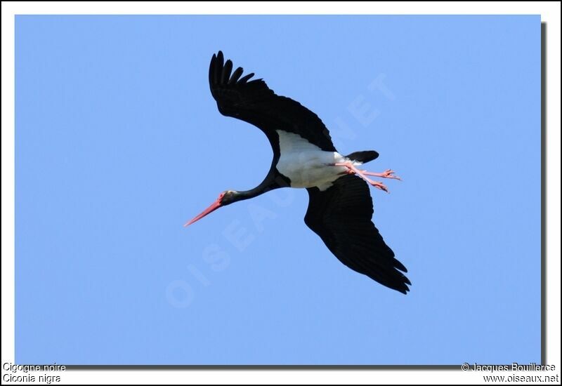 Cigogne noireadulte