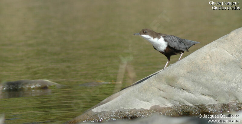 White-throated Dipper