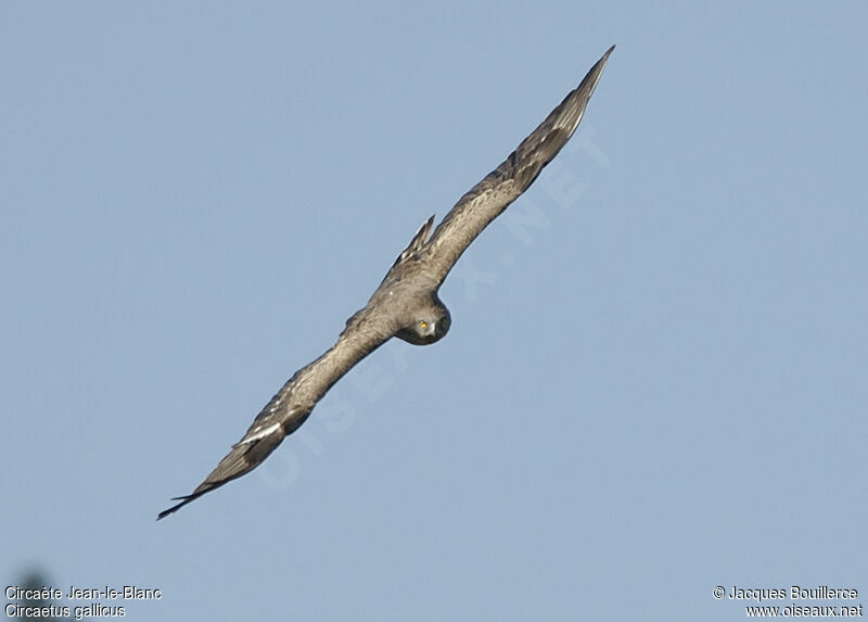 Short-toed Snake Eagle