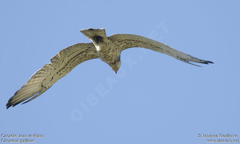 Short-toed Snake Eagle