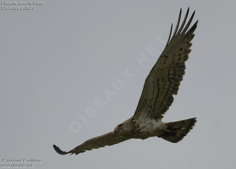 Short-toed Snake Eagle