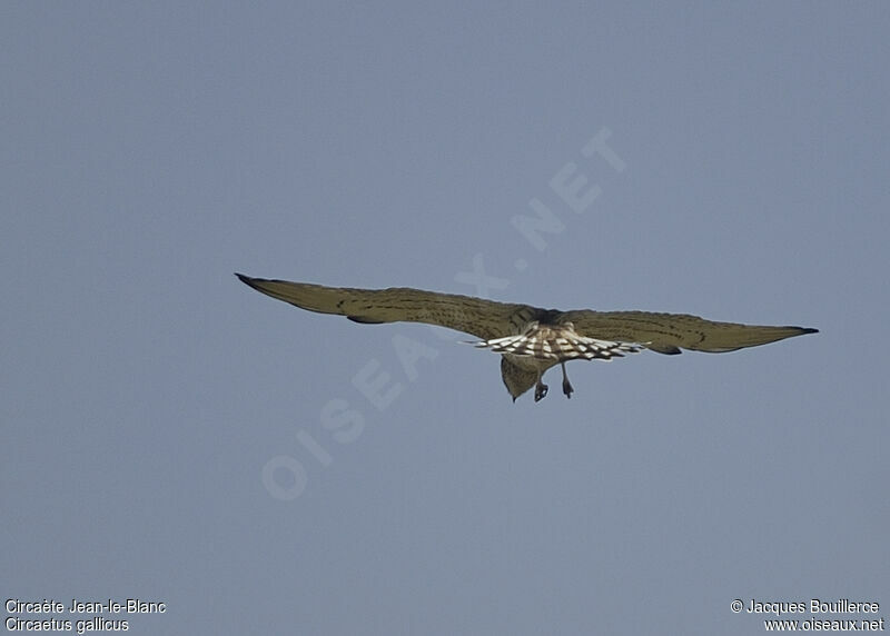 Short-toed Snake Eagle