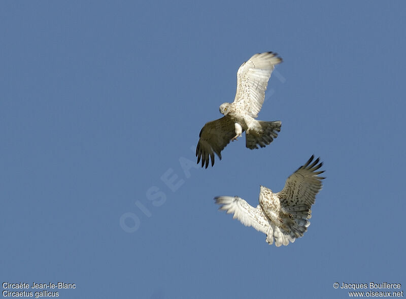 Short-toed Snake Eagle